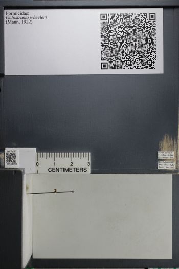 Media type: image; Entomology 511398